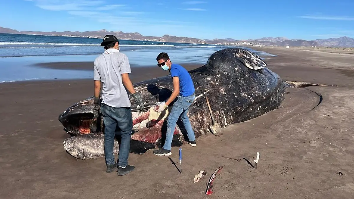 ballena muerta la paz